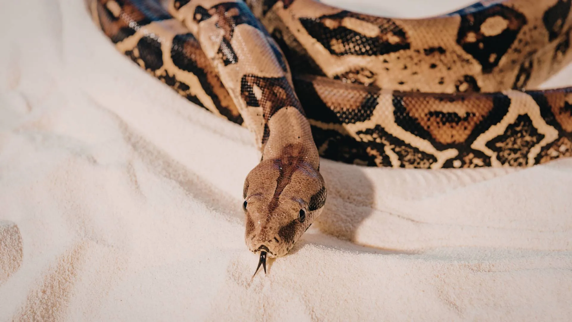 Corso Python