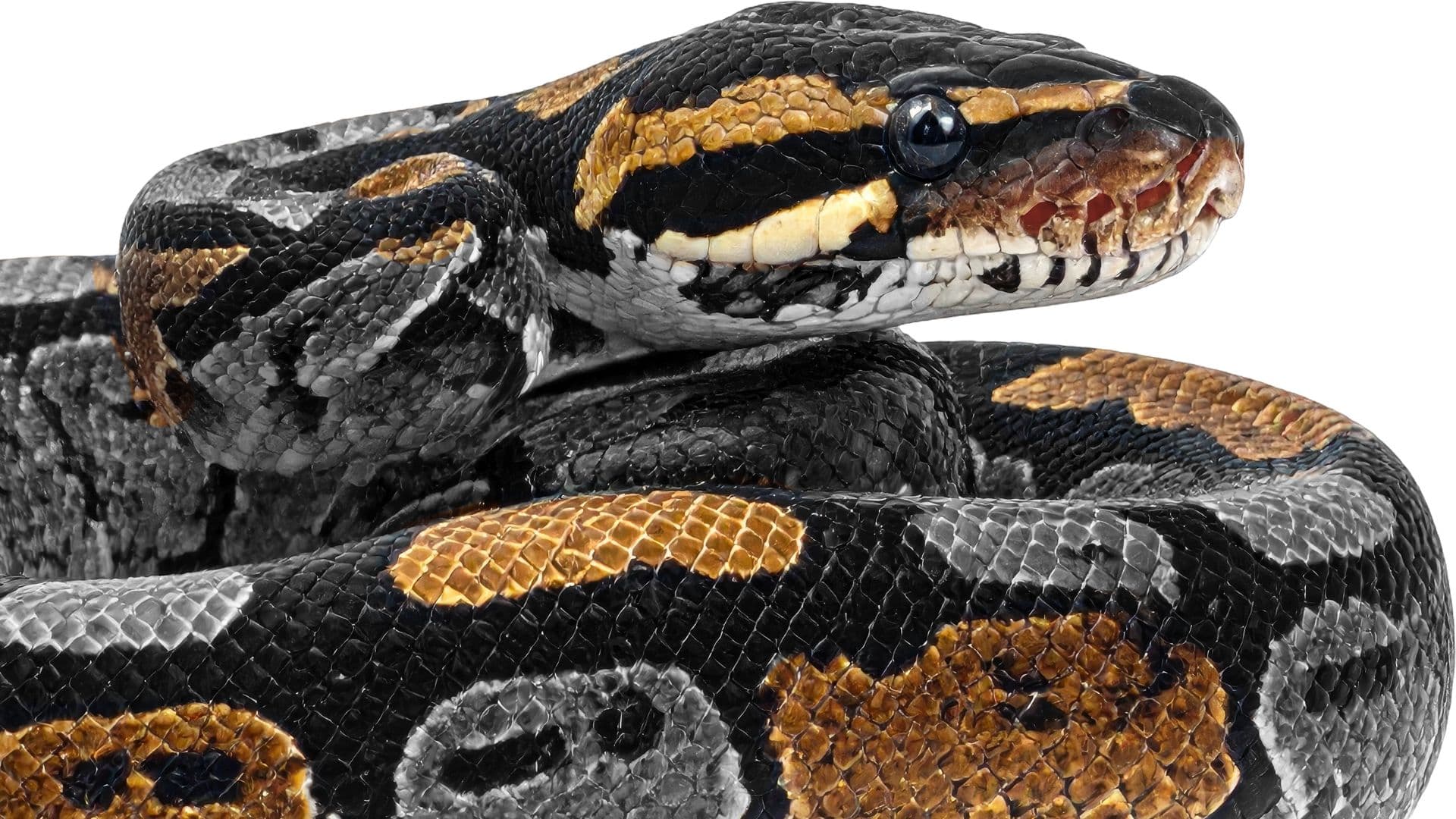 Corso Python